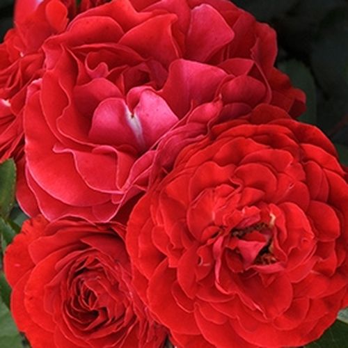 Rosa Tara™ - trandafir cu parfum discret - Trandafir copac cu trunchi înalt - cu flori tip trandafiri englezești - portocaliu - PhenoGeno Roses - coroană tufiș - ,-